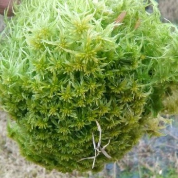 优质水苔批发