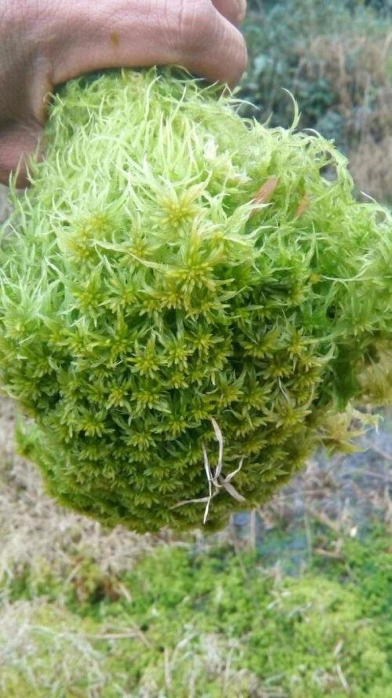 优质水苔批发