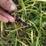 2022年产新麦冬草种子.细叶麦冬鲜籽供应，保质保量