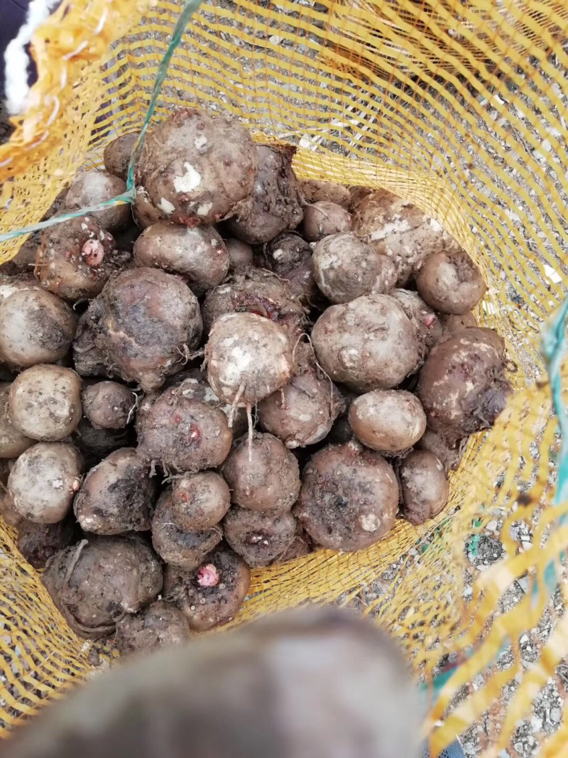 魔芋种子