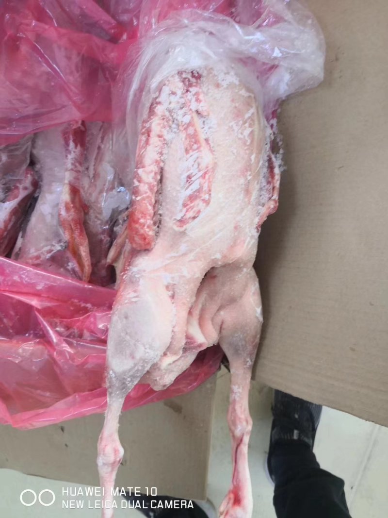 批发条鹅你发大鹅批发东北鹅