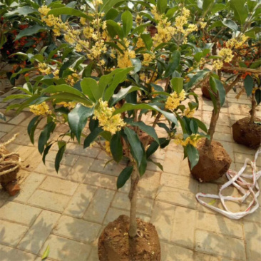 桂花苗嫁接桂花盆栽地栽庭院树苗金桂四季桂花树苗浓香花卉