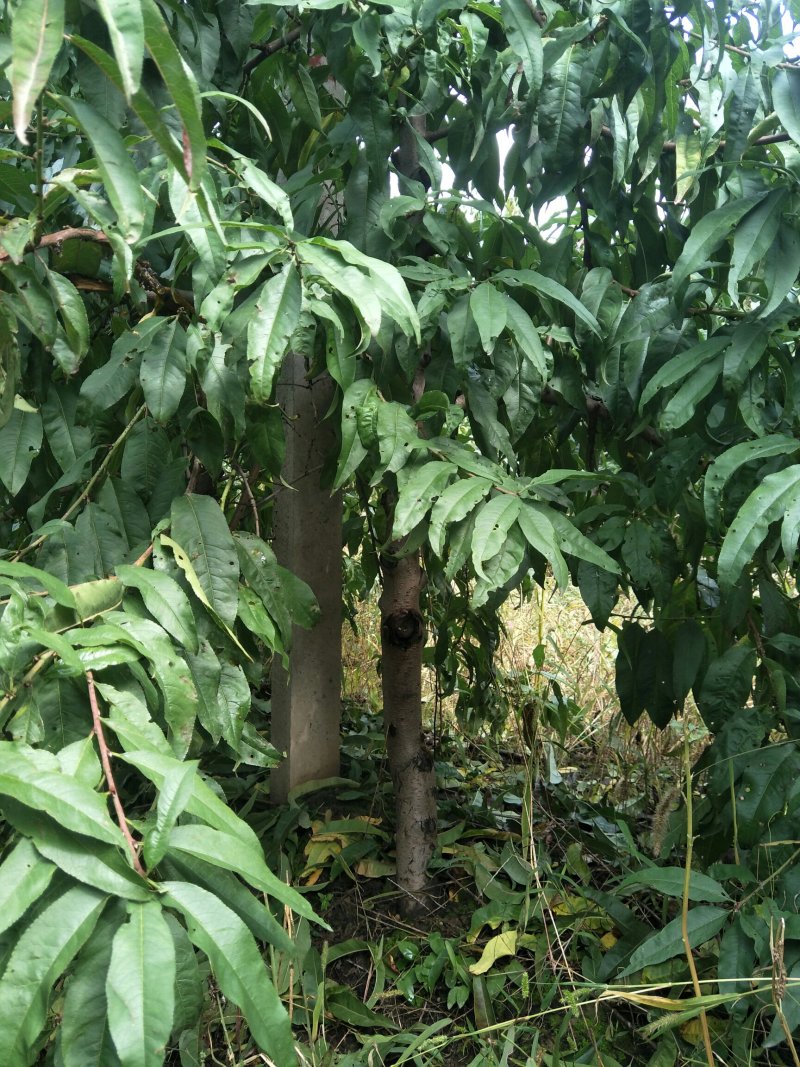 出售占地5-10公分桃树