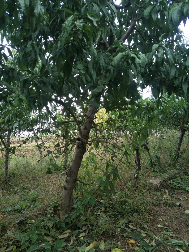 出售占地5-10公分桃树