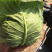 湖北新鲜甘蓝扁包菜大量上市，保质保量，物美价廉欢迎采购