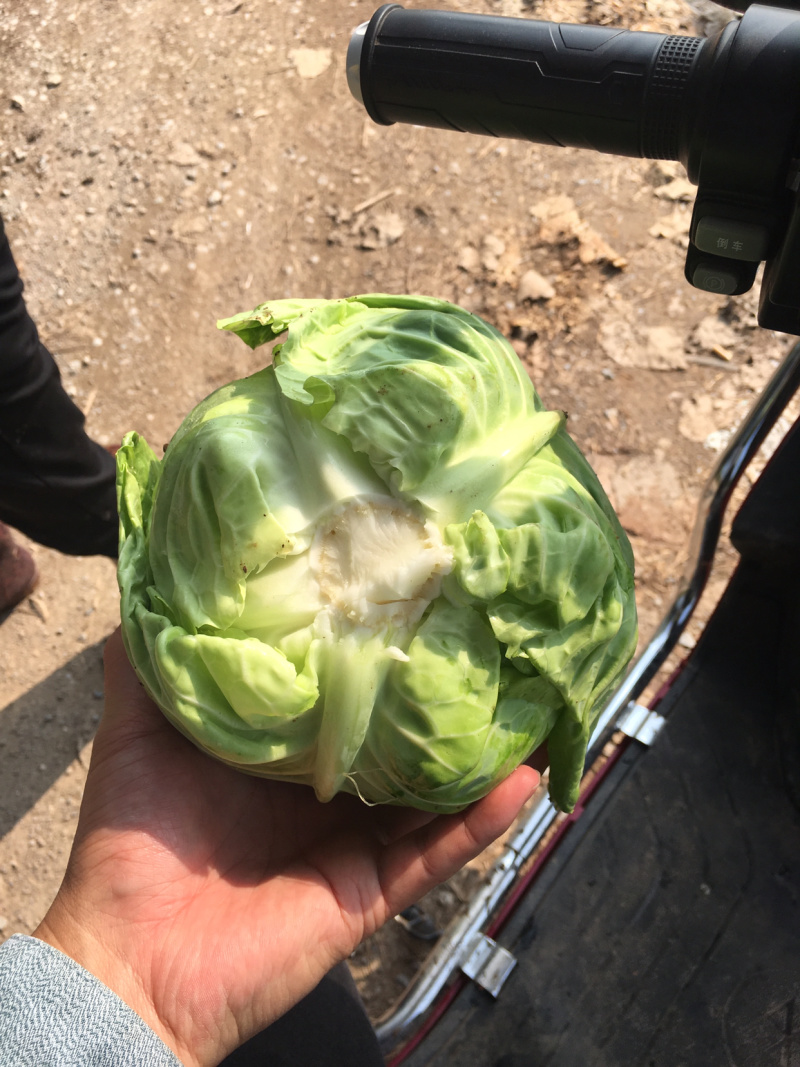 湖北包菜大量上市，货源充足，质量稳定，价格美丽