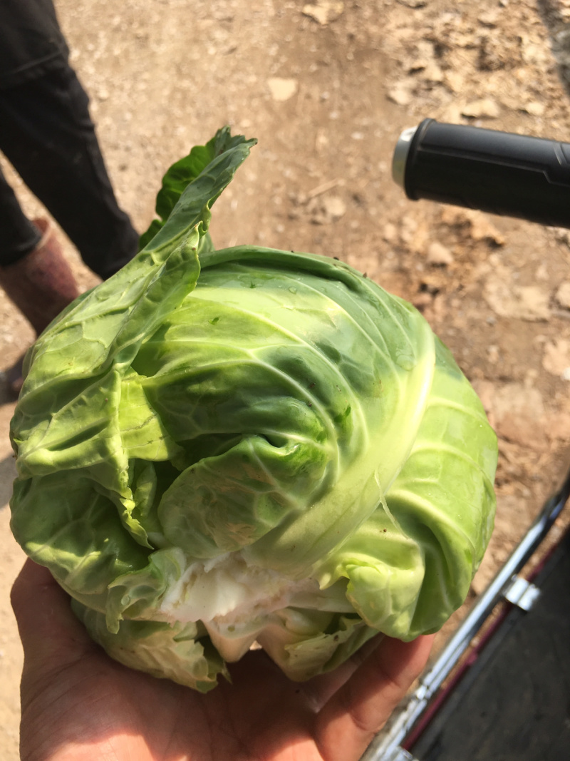 湖北包菜大量上市，货源充足，质量稳定，价格美丽