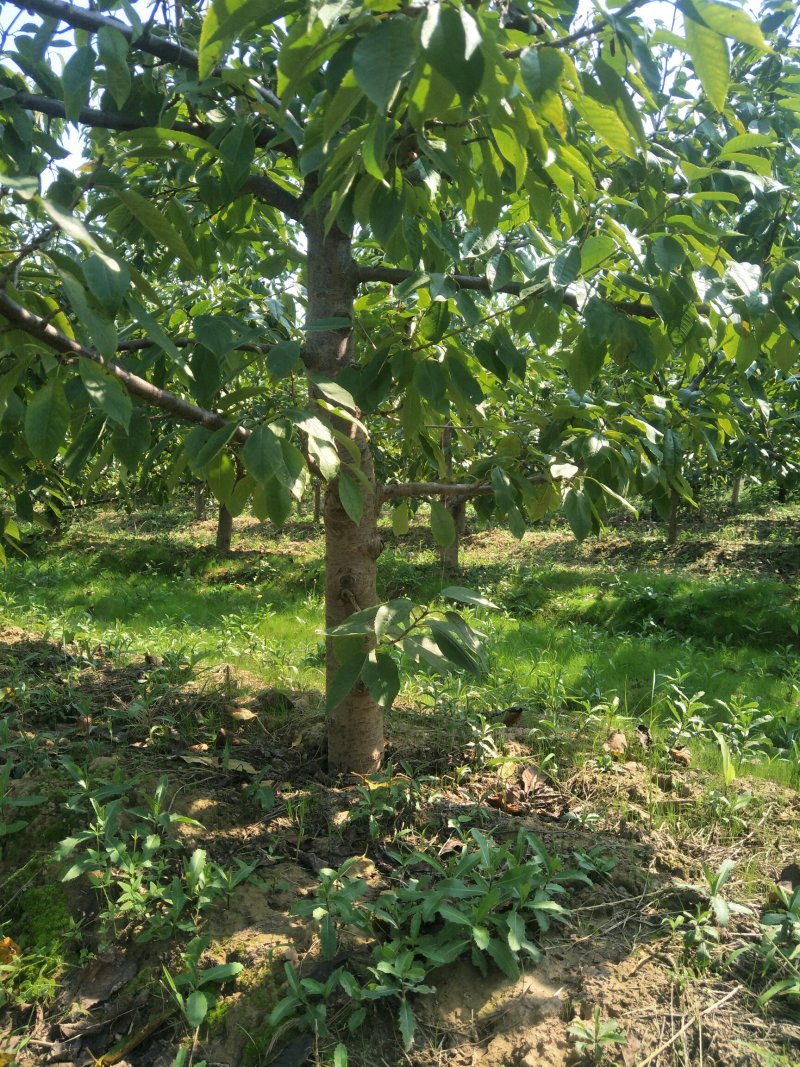 出售各种规格4-15公分樱桃树