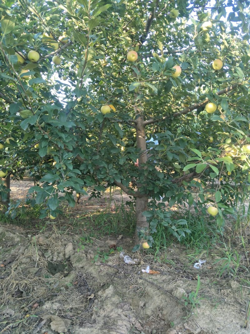 出售各种规格5-15公分精品苹果树