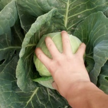 甘蓝包菜