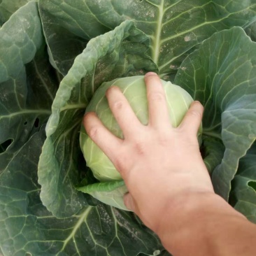 甘蓝包菜