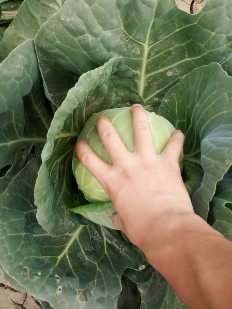 甘蓝包菜