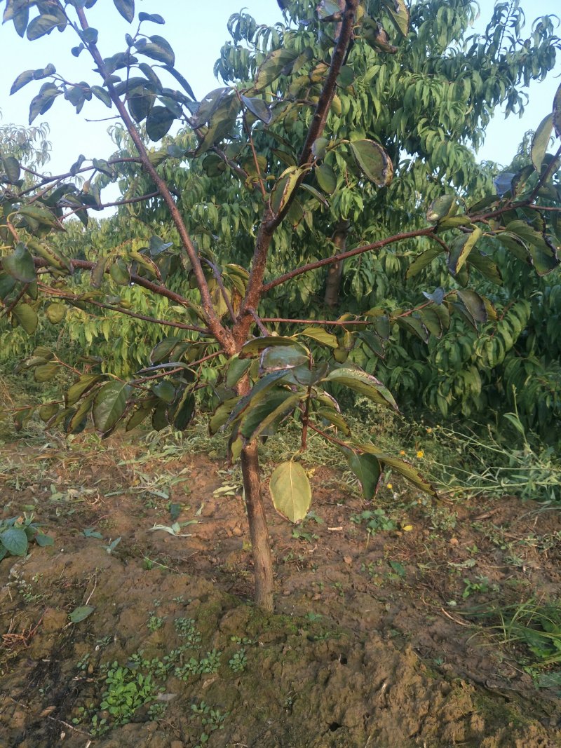 出售各种5-15公分精品柿子树