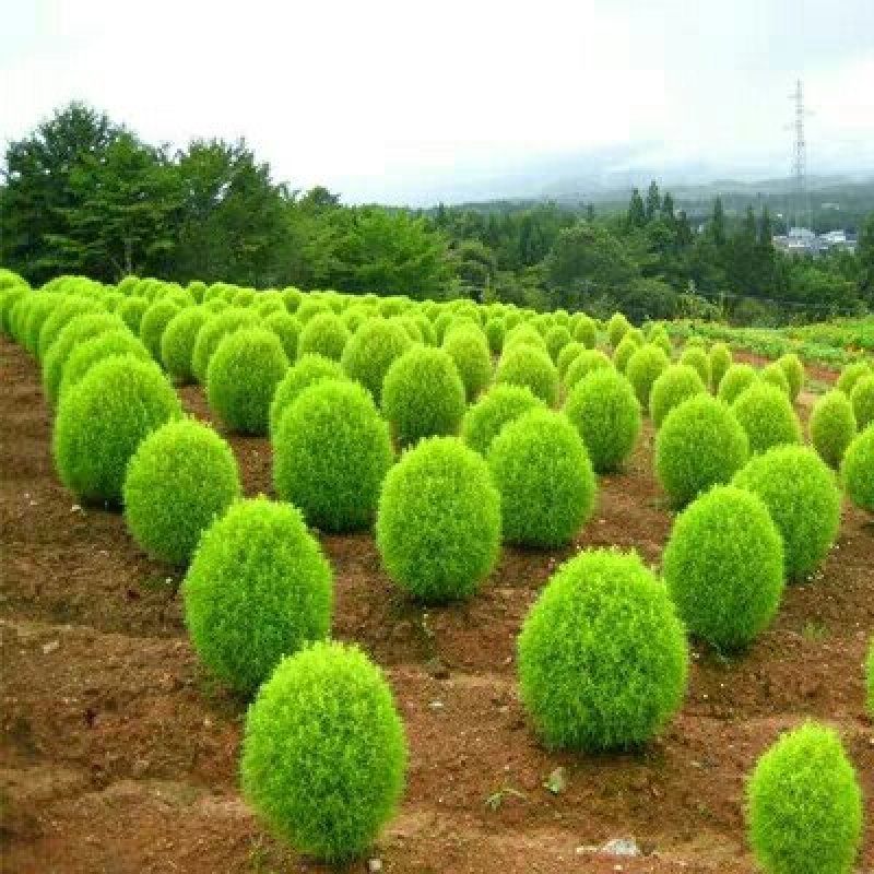 地肤种子扫帚草绿草花海种子花卉种子庭院观赏地肤子草