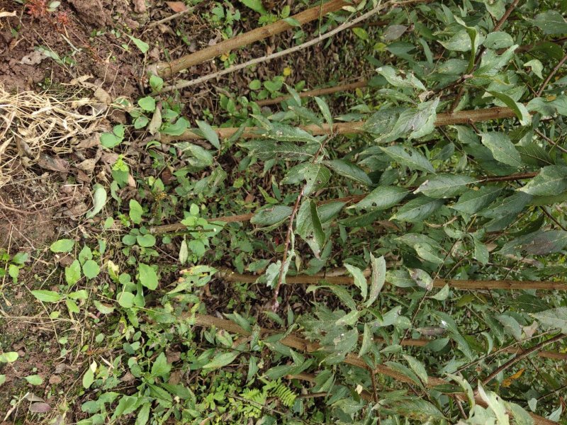 青脆李子苗，晚熟青脆李脱骨品种保证两证一签基地现挖