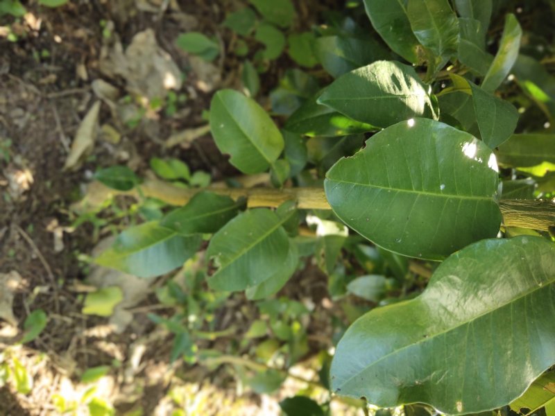 红心柚子苗基地现挖，品质保证杯苗地苗