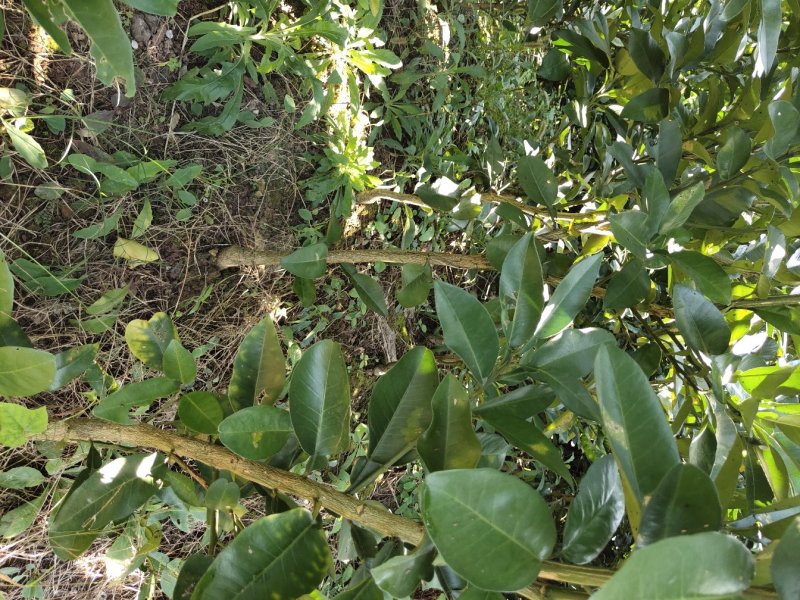 红心柚子苗基地现挖，品质保证杯苗地苗