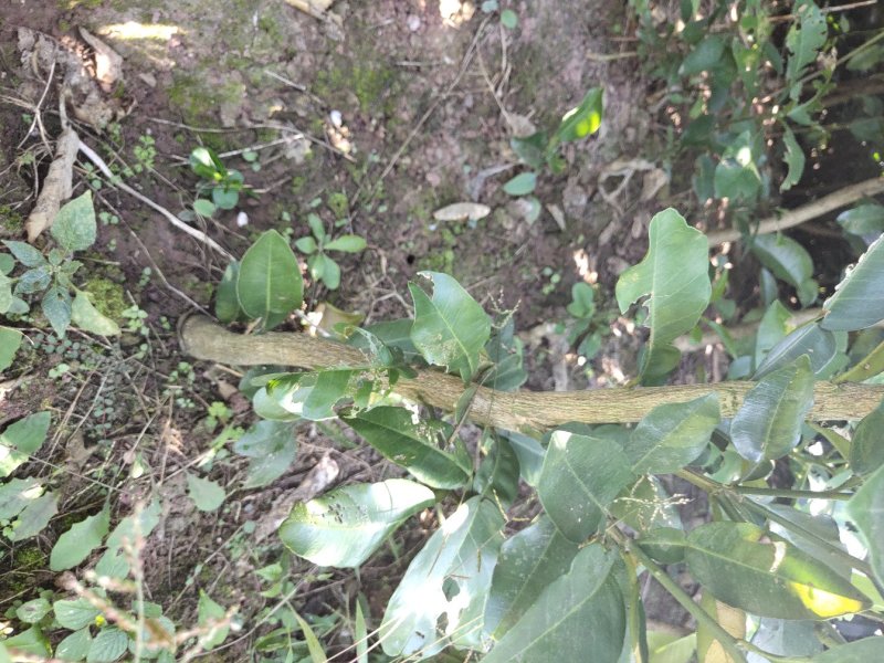 红心柚子苗基地现挖，品质保证杯苗地苗