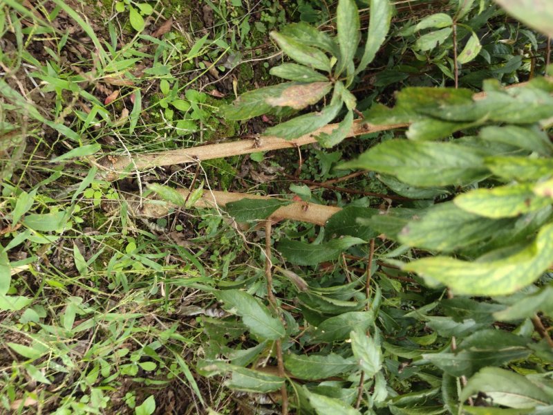 蜂糖李李子苗1～2年苗品质保证诚信经营欢迎来电咨询