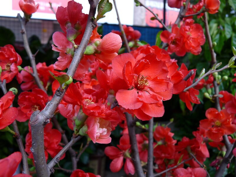 日本海棠花苗盆景花苗海棠树桩盆栽花苗木瓜海棠小苗