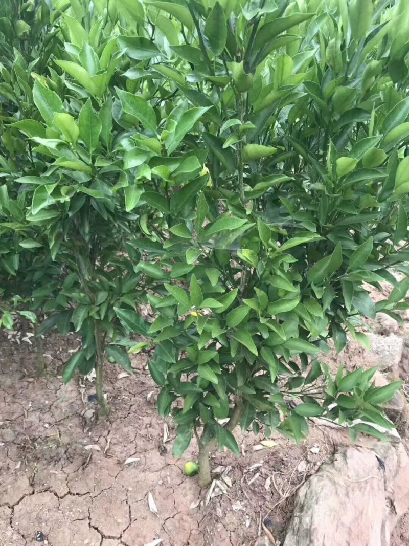 春见苗，大雅（耙耙柑）基地直销品质保证