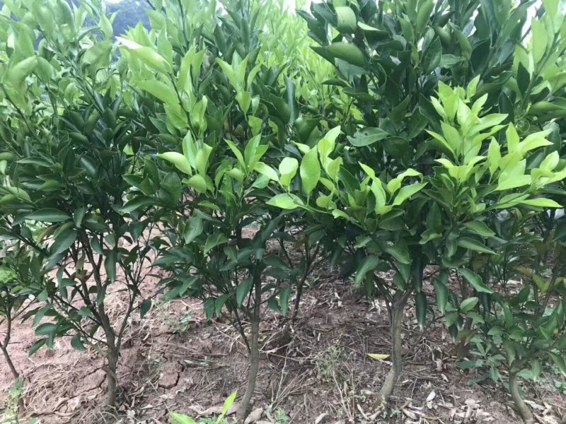 春见苗，大雅（耙耙柑）基地直销品质保证