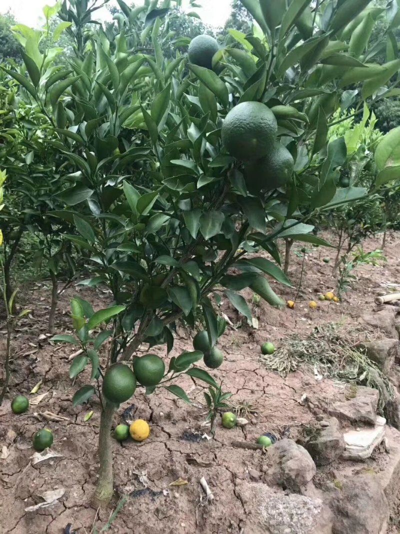 春见苗，大雅（耙耙柑）基地直销品质保证