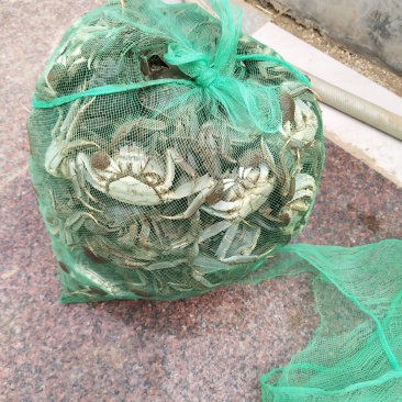 大闸蟹