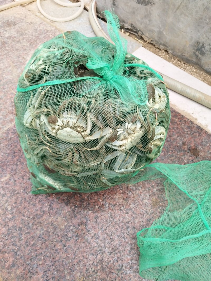 大闸蟹
