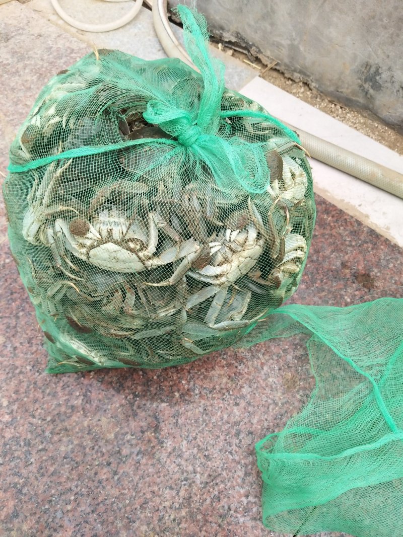 大闸蟹