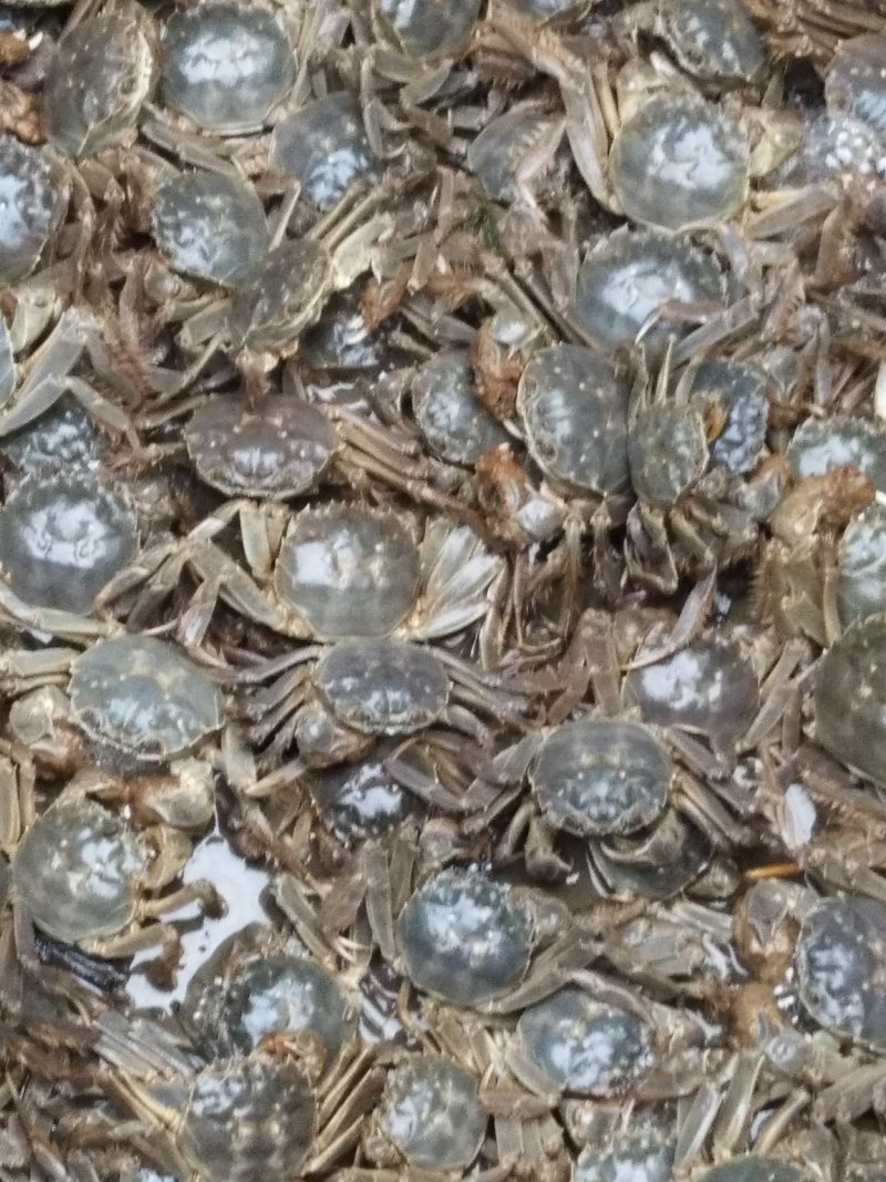大闸蟹