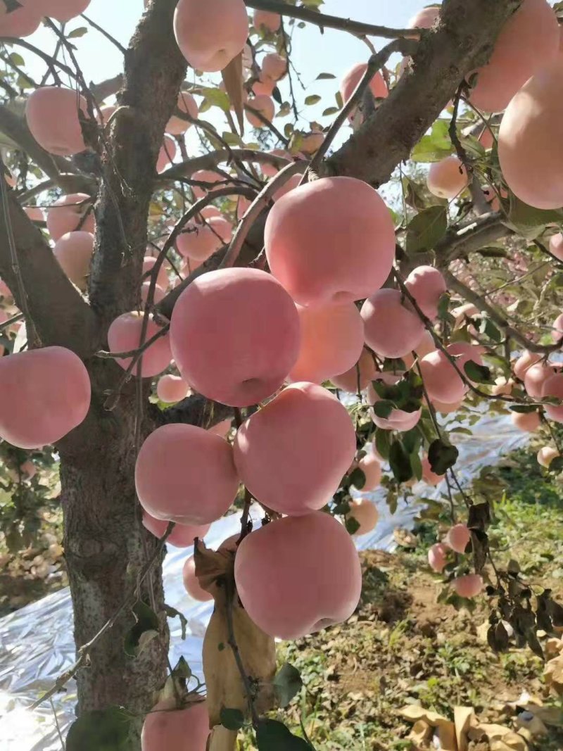 红富士苹果