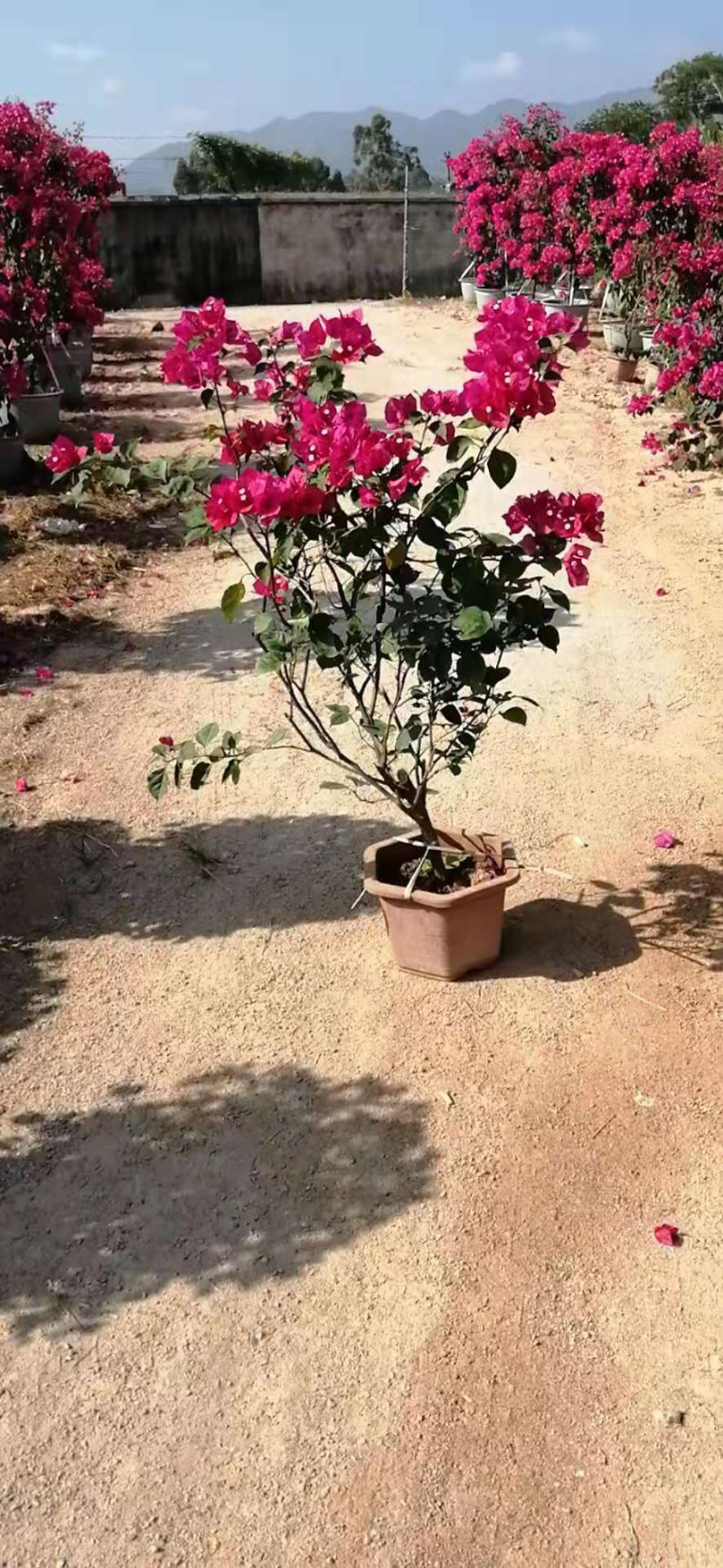 潮州红三角梅多颜色盆苗