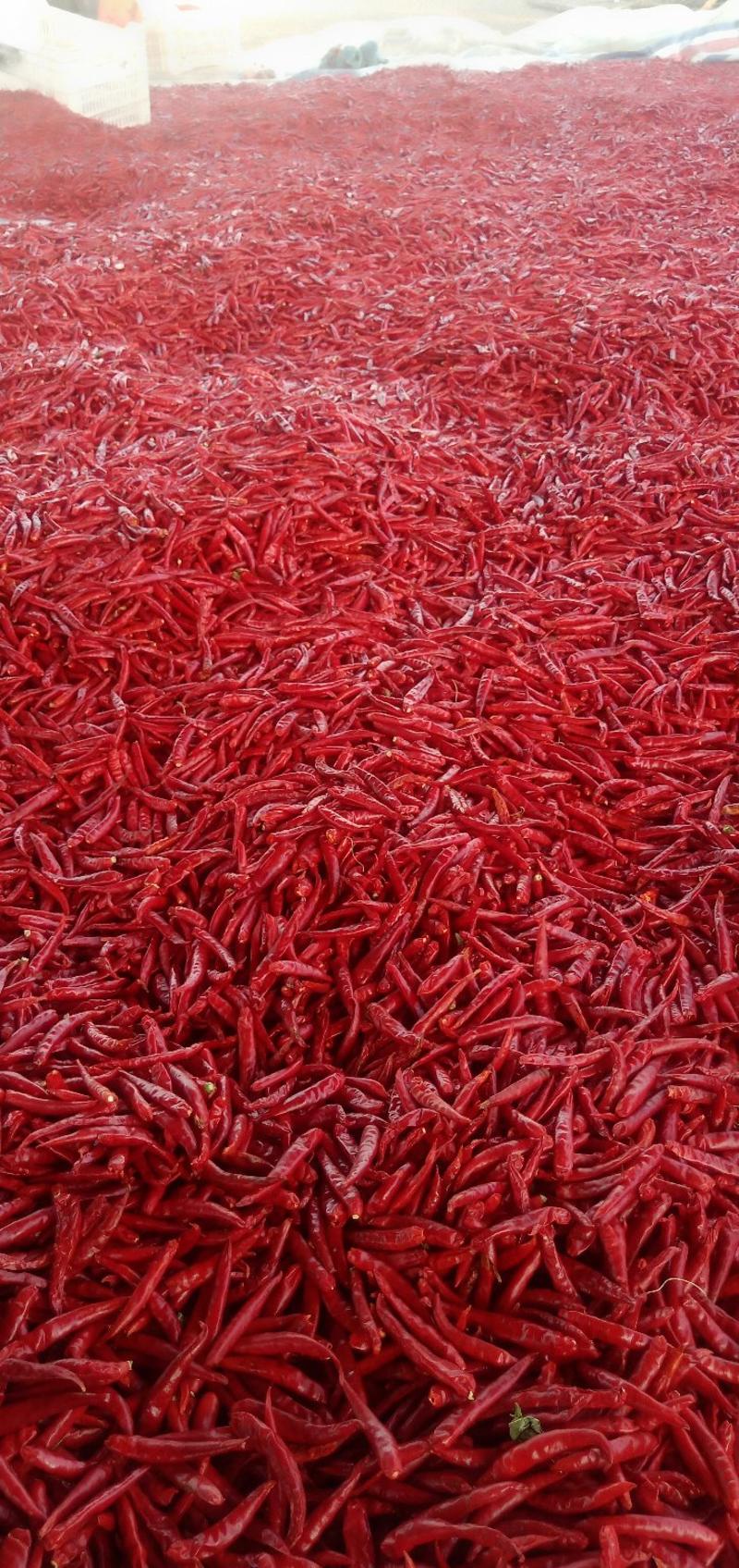 辽宁省锦州市朝天椒干辣椒，每年十月份以后大量上市，欢迎来