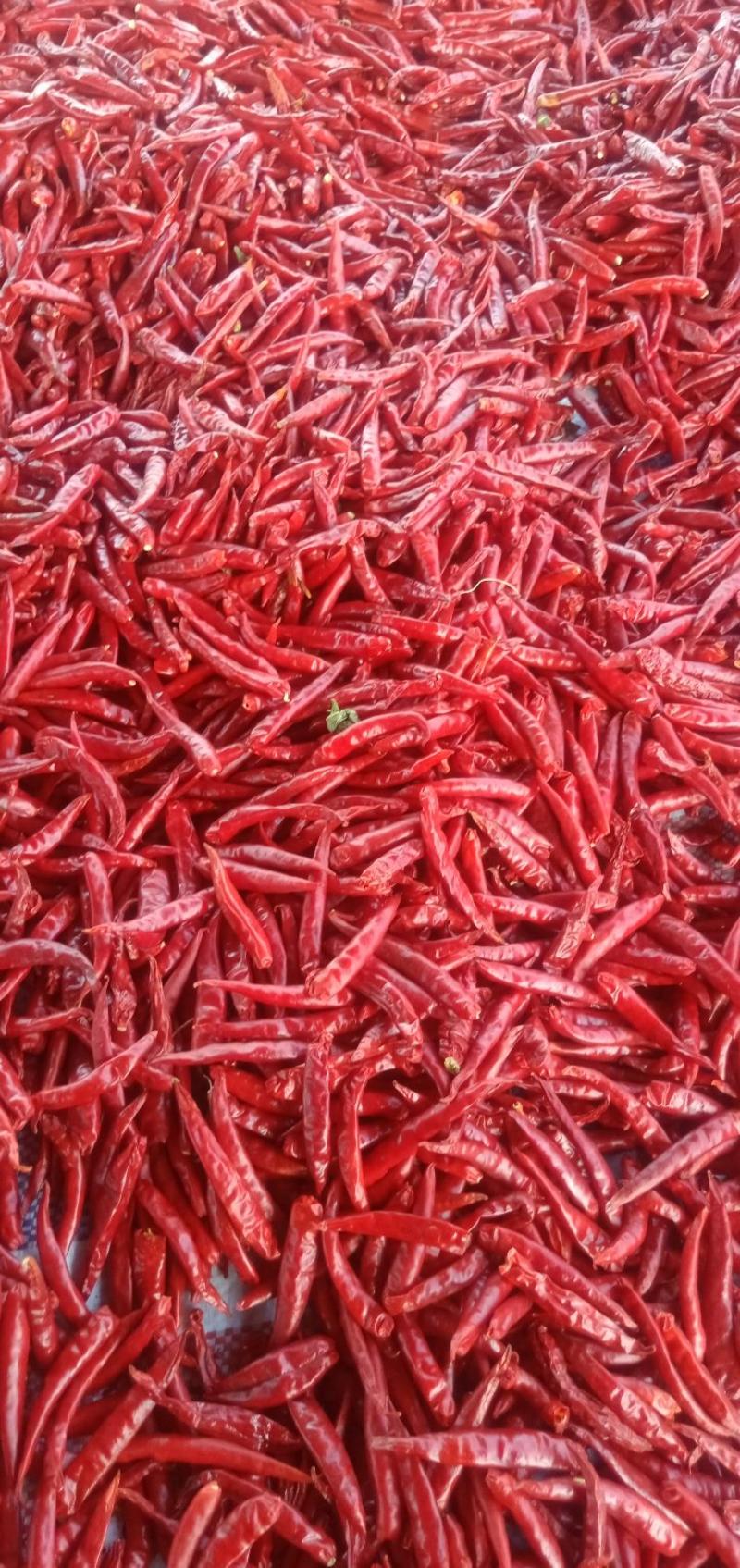 辽宁省锦州市朝天椒干辣椒，每年十月份以后大量上市，欢迎来