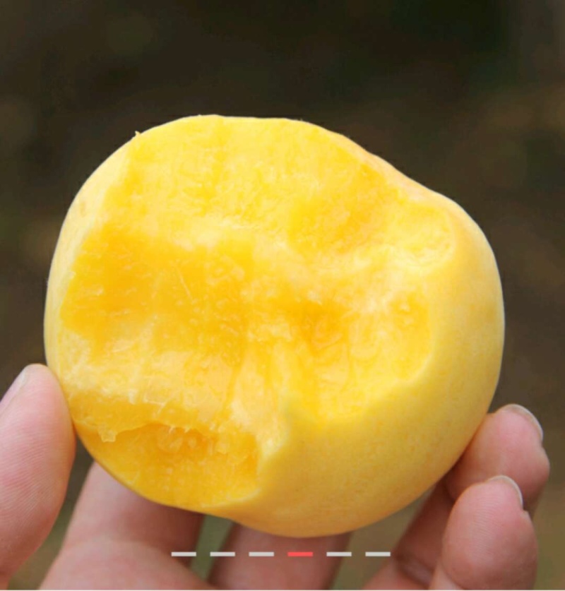特早熟黄金蜜脆桃苗1号2号3号4号桃树苗