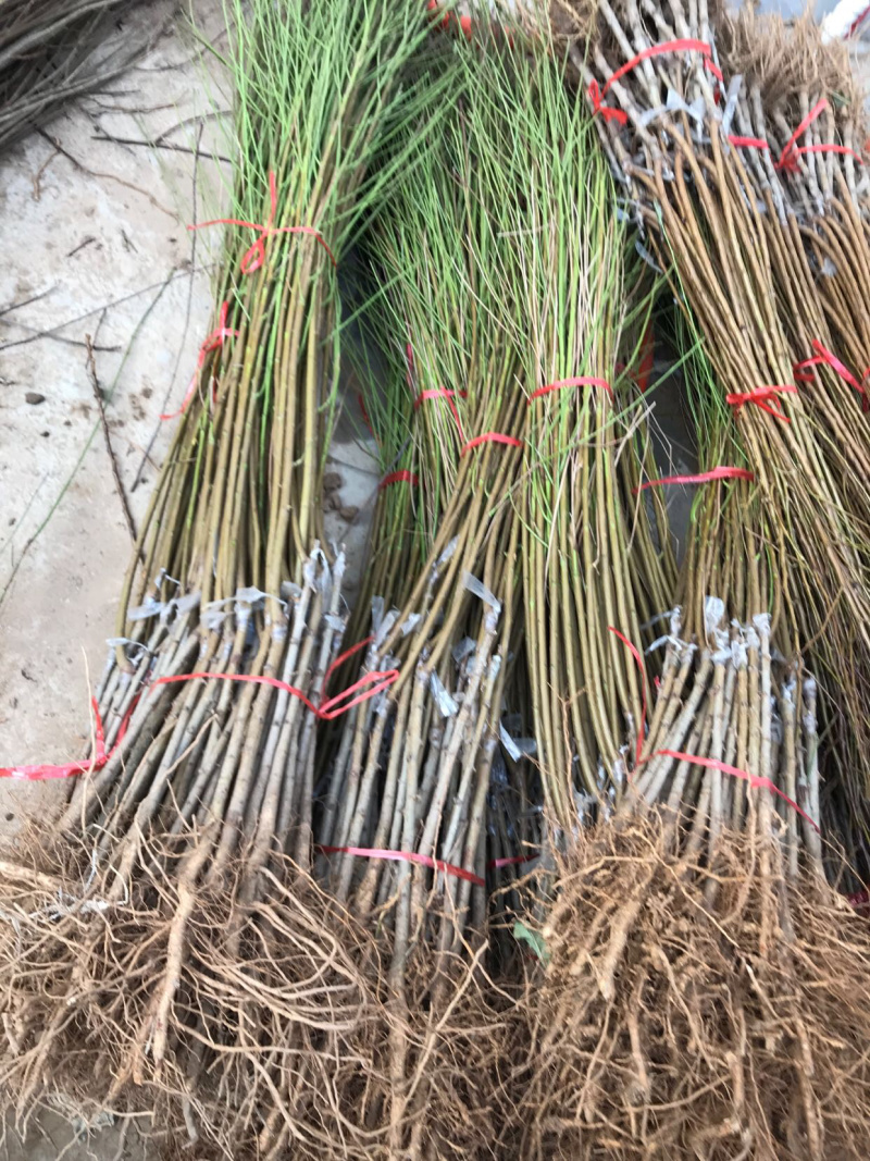 特早熟黄金蜜脆桃苗1号2号3号4号桃树苗
