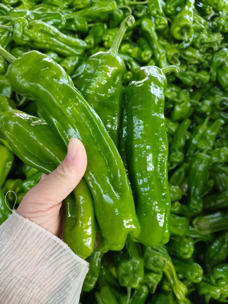 1薄皮椒芜湖椒【新优】欢迎致电洽谈价格【以质论价】保证质量