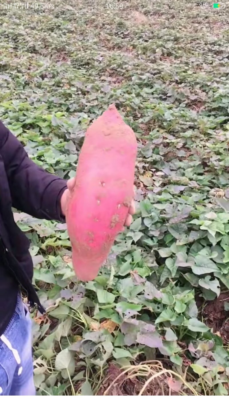 沙地商薯19