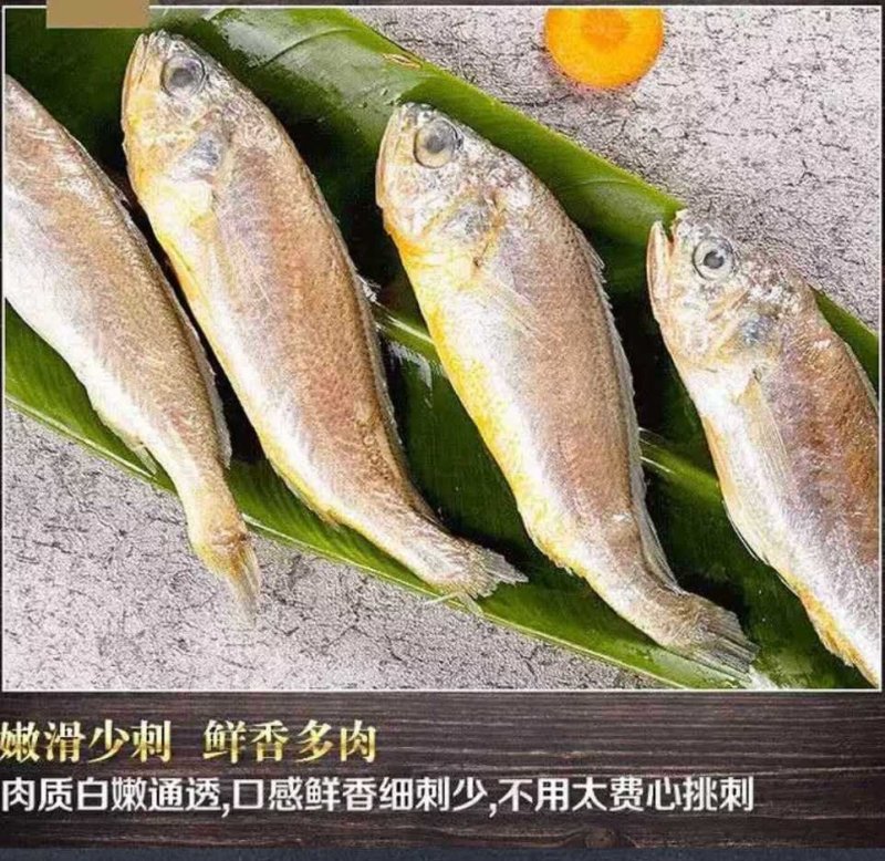 【聚便宜】包邮海捕黄花鱼小黄鱼特产鲜活