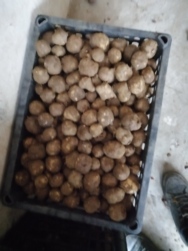 魔芋种子批发