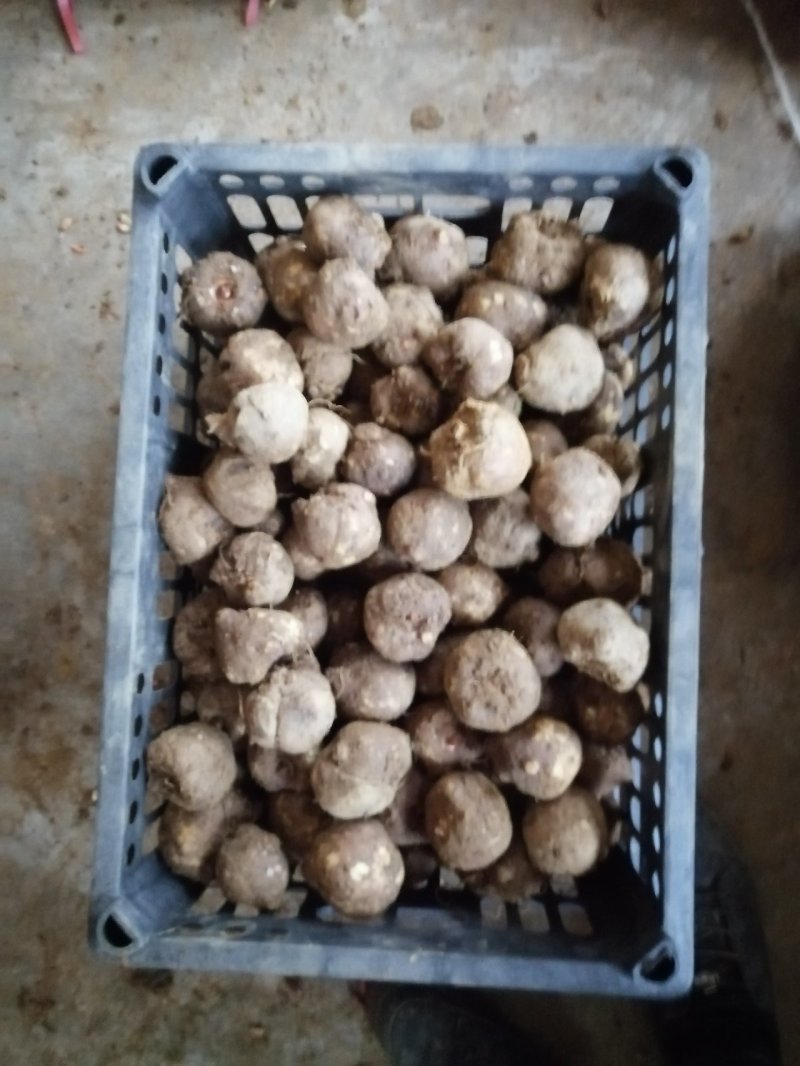 魔芋种子批发