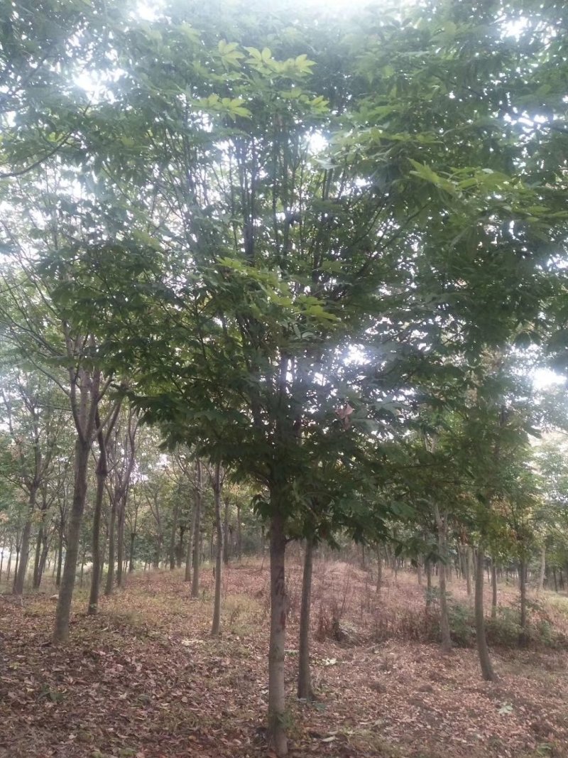 【推荐】南阳南召七叶树，各种规格均有货电话联系更优惠