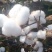 有好货，新疆棉花棉絮《棉被》包邮到家165