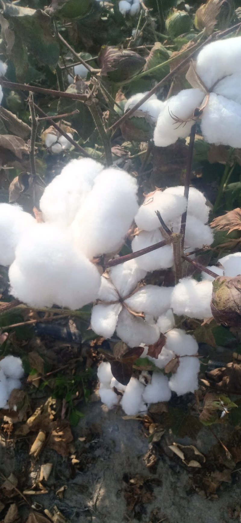 有好货，新疆棉花棉絮《棉被》包邮到家165
