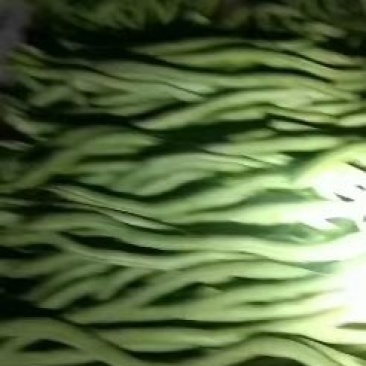 无丝豆！！！！！！！！！！！！！！！！！！！