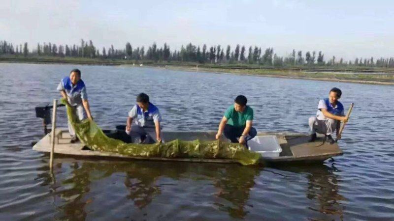 兴化大闸蟹河蟹公蟹2两-6两鲜活螃蟹塘口直发一手货源