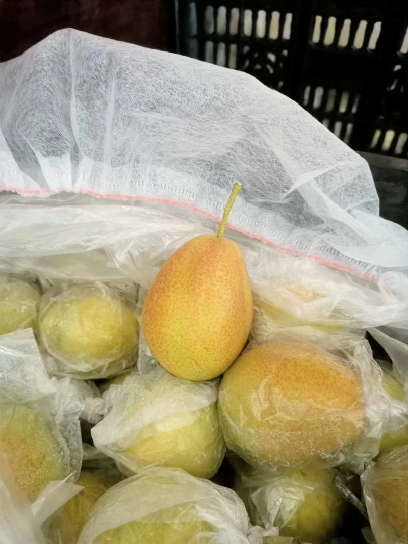 （欢迎来电咨询）红香酥质优价廉产地供应