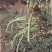 苦豆草