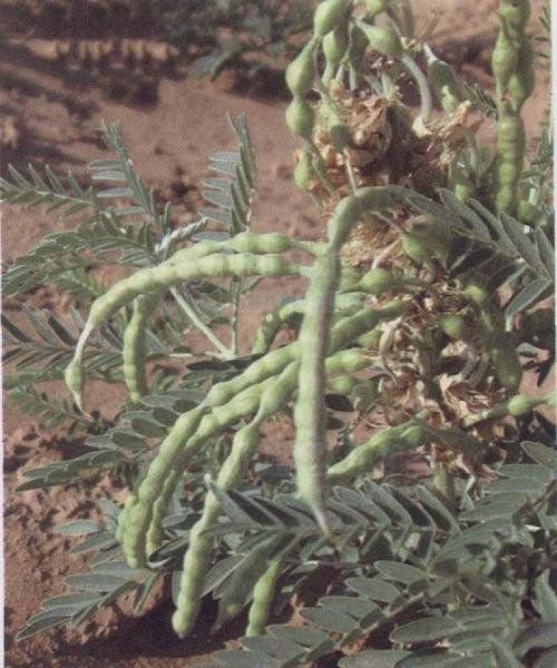 苦豆草